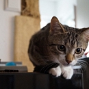 Susie aka Schmuse-Suse