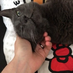 Prinzessin Gribouille hält ihren Hofstaat auf Trab