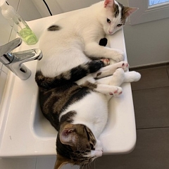 Jolie Coeur und Patchoulie haben sich super eingelebt