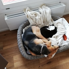 Emil, jetzt Tiaro: absolut dr richtig 🐶 für sini Bsitzr