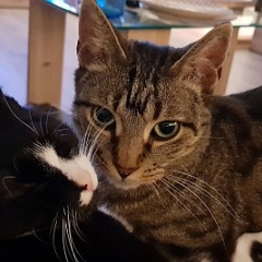 Gruß von Kater George