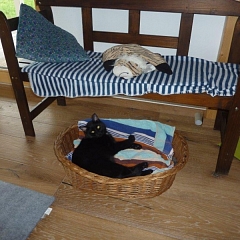 Tigra und Blacky, die beiden "Raubtiere"