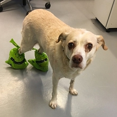Fifi - und die etwas anderen Regenschuhe