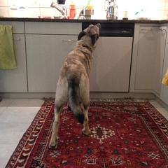 Linus - mein neues Leben