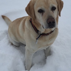 Marley der Familienhund