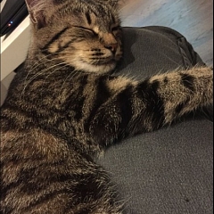 Lilu geniesst ihr neues Zuhause