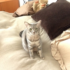 Drei Jahre mit Kater Pimpf