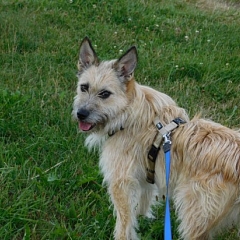 Theo der Wandervogel