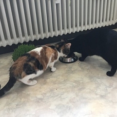 Cassima und Rusty - in Ihrer WG