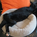 Matz