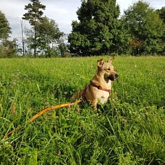 Pebbles: nach 1.5 Jahren im Tierheim alles im grünen Bereich ; )