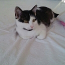 Lola