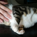 Mika