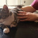 Mika