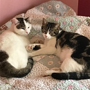 Tom (+Jerry)