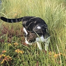 Tom (+Jerry)