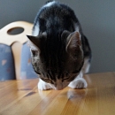 Tom (+Jerry)