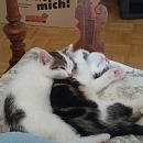 Tom (+Jerry)