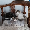 Tom (+Jerry)