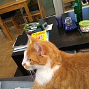 Mäxle (FIV+)