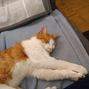 Mäxle (FIV+)