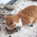 Mäxle (FIV+)