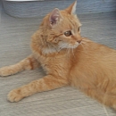 Mietzi/ Mimi