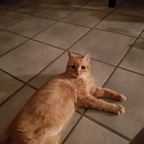 Mietzi/ Mimi