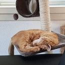 Mietzi/ Mimi