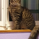 Striezi
