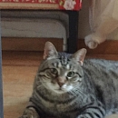 Boubou