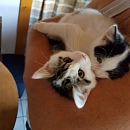 Gipsy