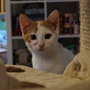 Louis