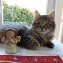 Loki