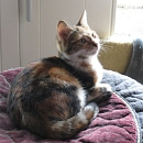Amara