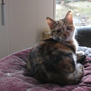 Amara