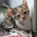 Amara