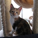 Amara