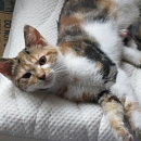 Amara
