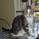 Aus Kitten werden Kätzchen