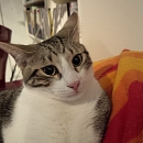 Merlin