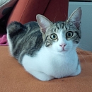 Merlin