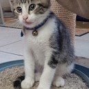 Merlin