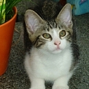 Merlin