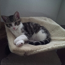 Merlin