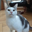 Caline