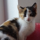 Thelma