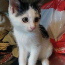 Bonnie