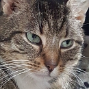 Söckli