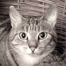 Emilie